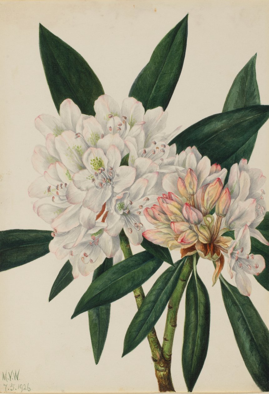 Rododendro de Rosebay (Rhododendron maximum) de Mary Vaux Walcott