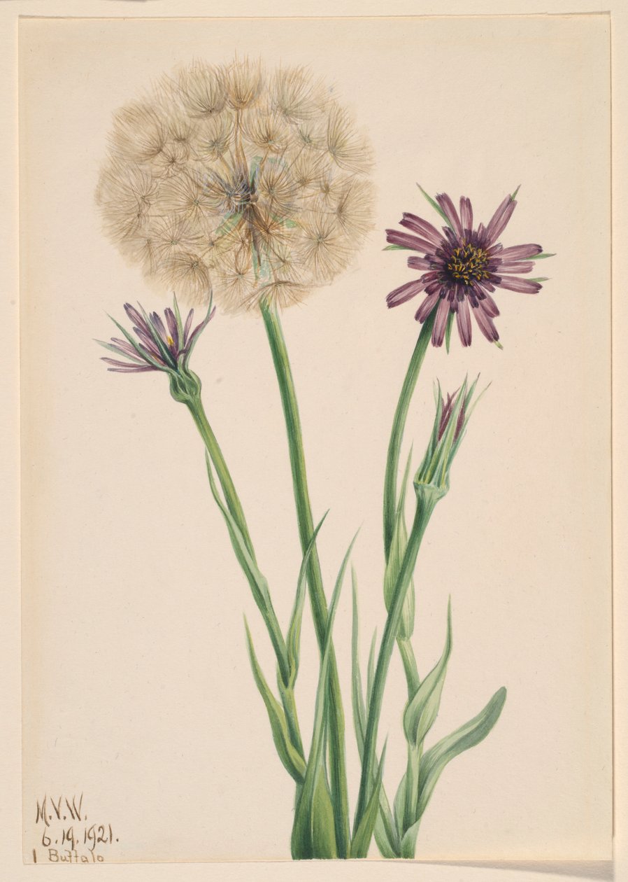 Salsifí (Tragopogon porrifolius) de Mary Vaux Walcott