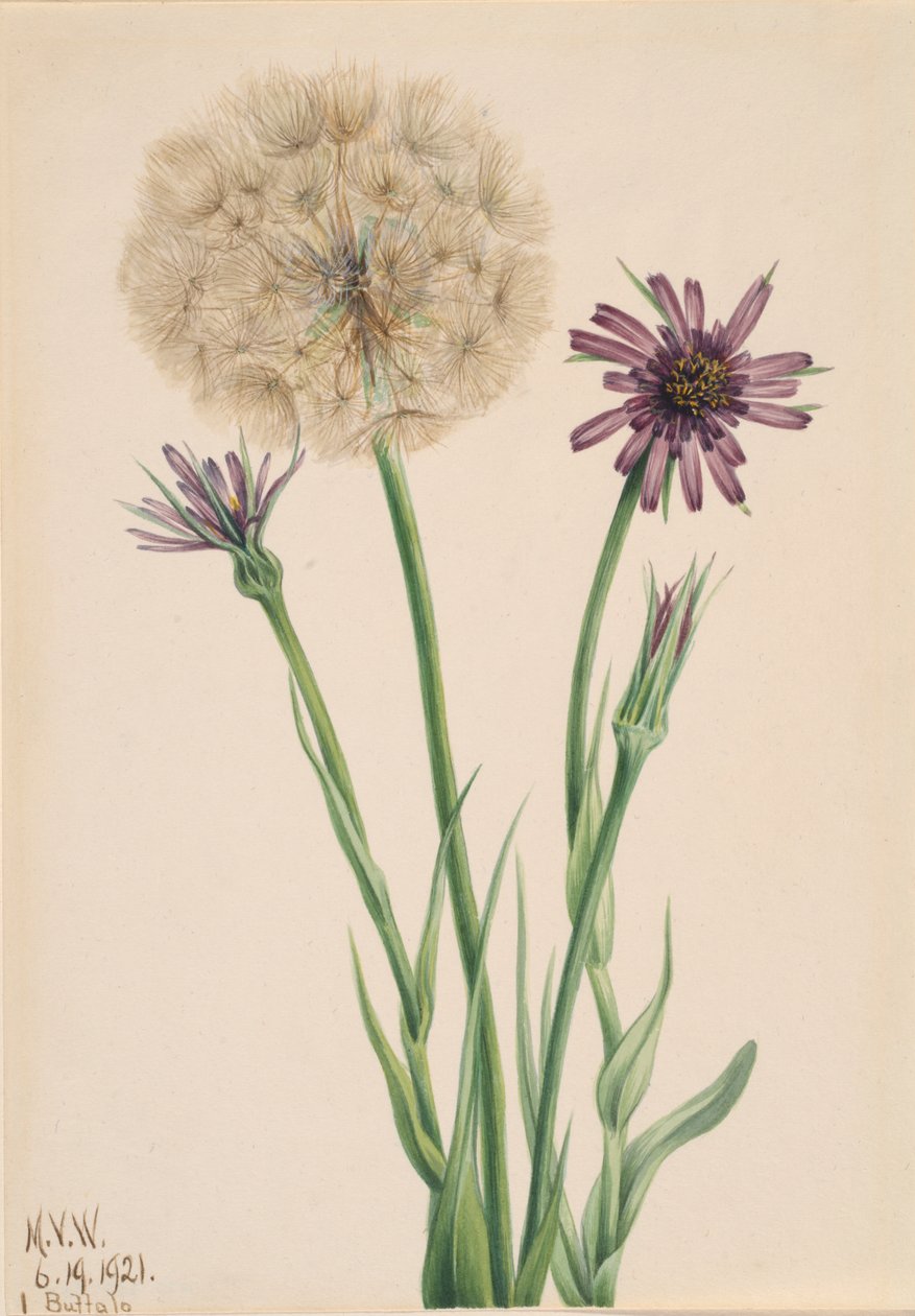 Salsifí Tragopogon porrifolius de Mary Vaux Walcott