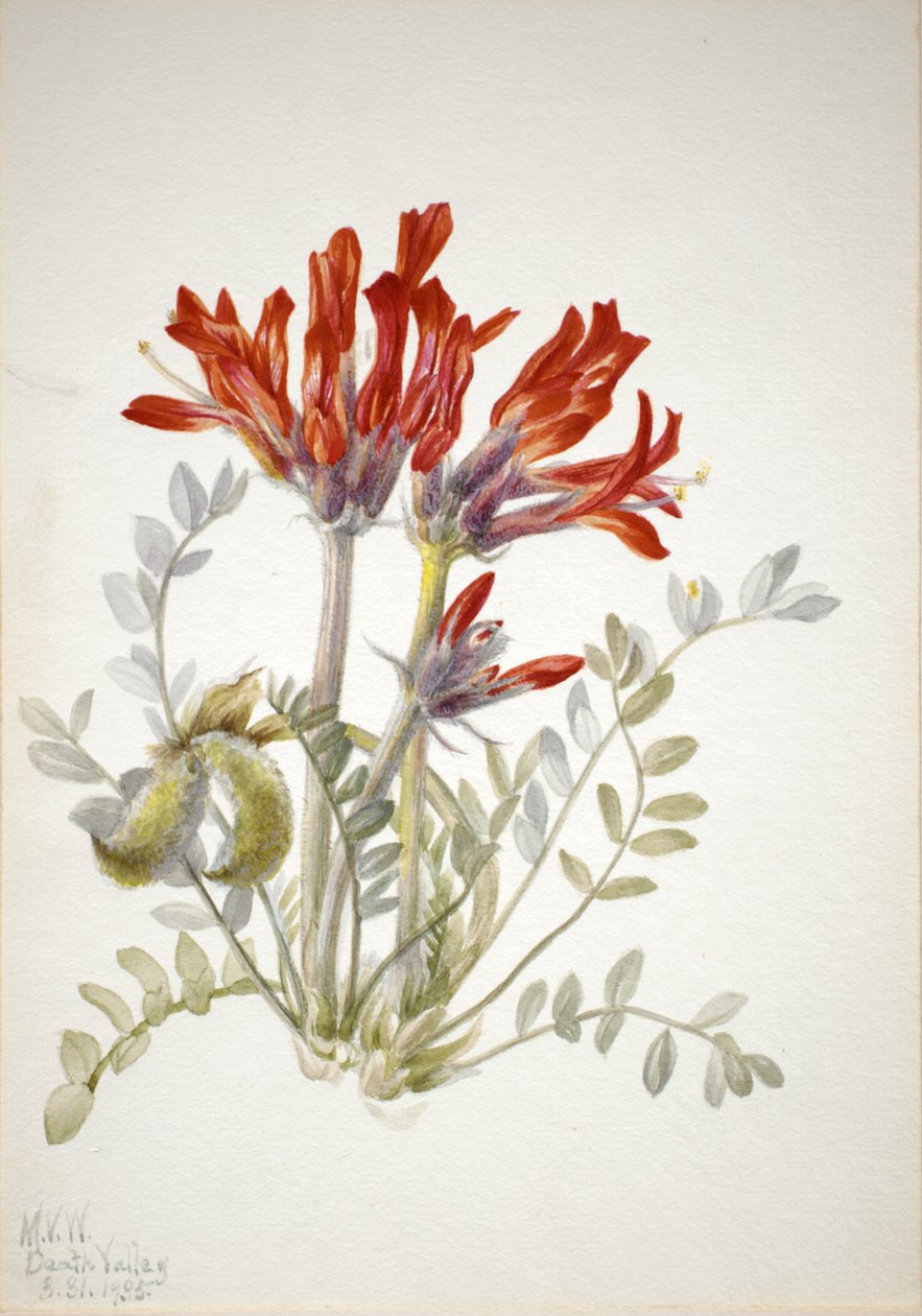 Loco Escarlata Astragalus coccineus, 1935 de Mary Vaux Walcott