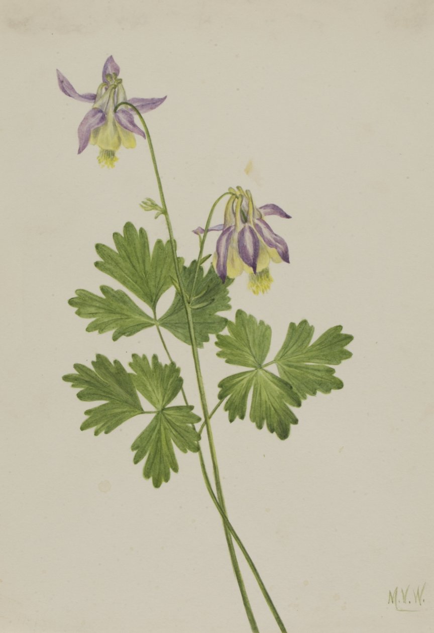 Aguileña de espolón corto Aquilegia brevistyla de Mary Vaux Walcott
