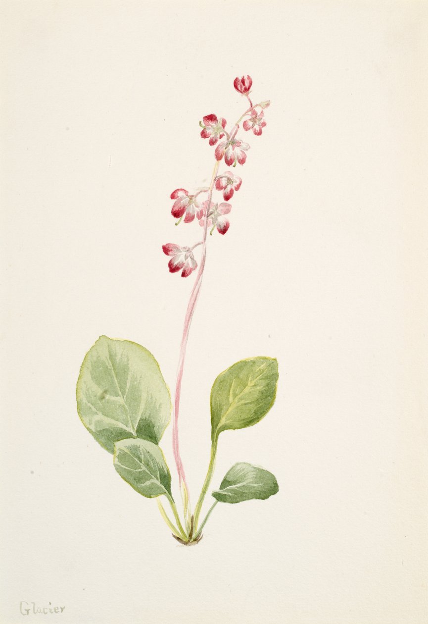 Pyrola asarifolia, ca. 1903 de Mary Vaux Walcott