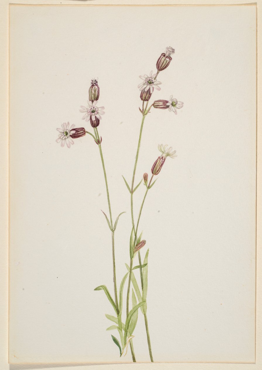 Silene multicaulis de Mary Vaux Walcott