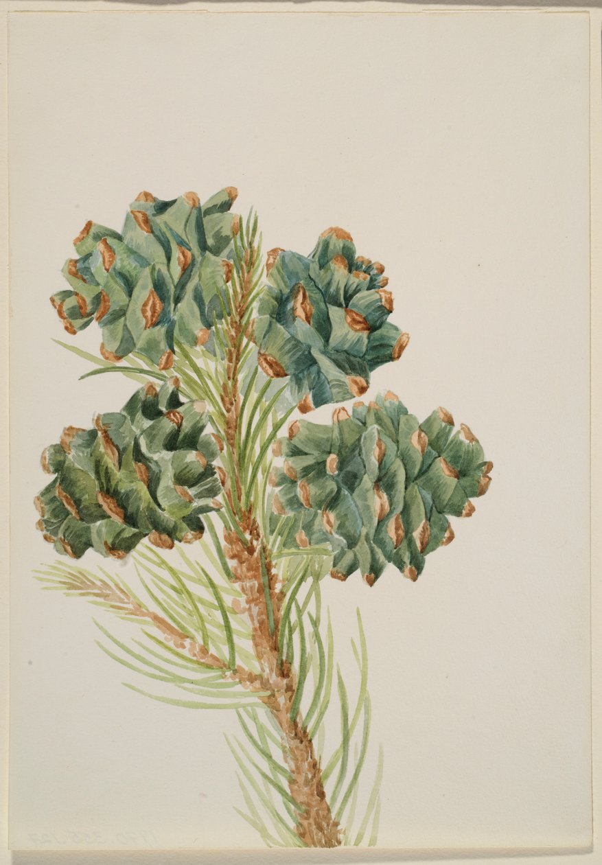 Pino de una hoja (Pinus monophylla) de Mary Vaux Walcott