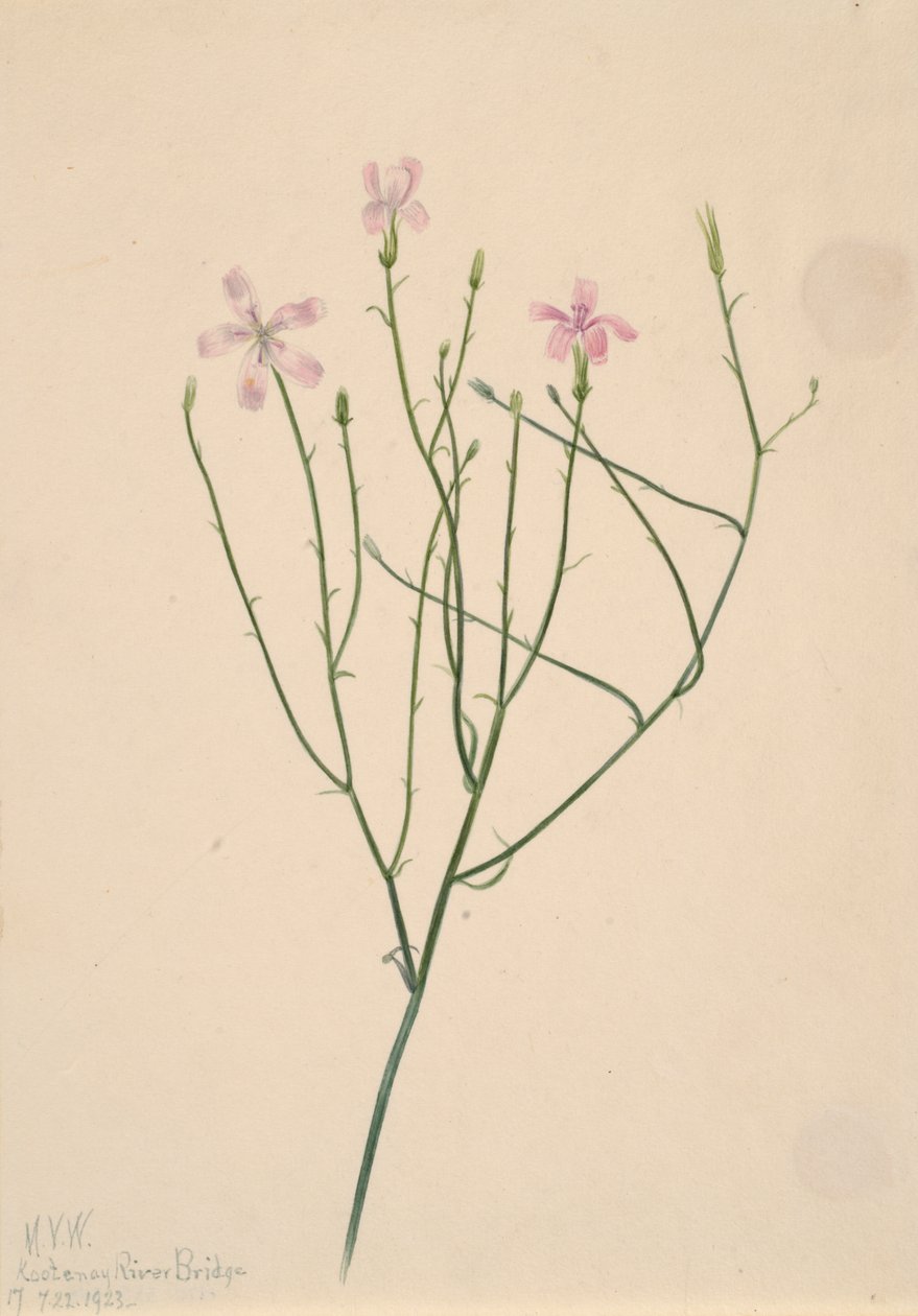 Flor esqueleto Lygodesmia juncea de Mary Vaux Walcott
