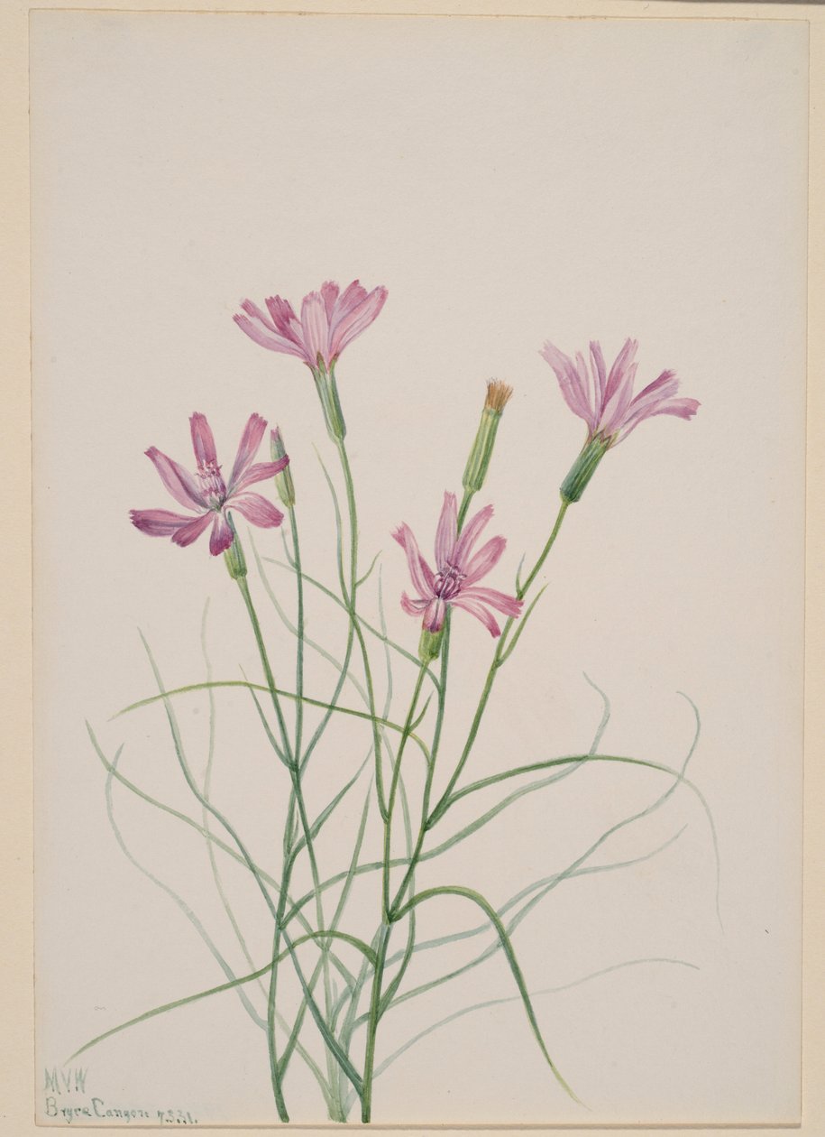 Hierba esqueleto (Lygodesmia grandiflora) de Mary Vaux Walcott