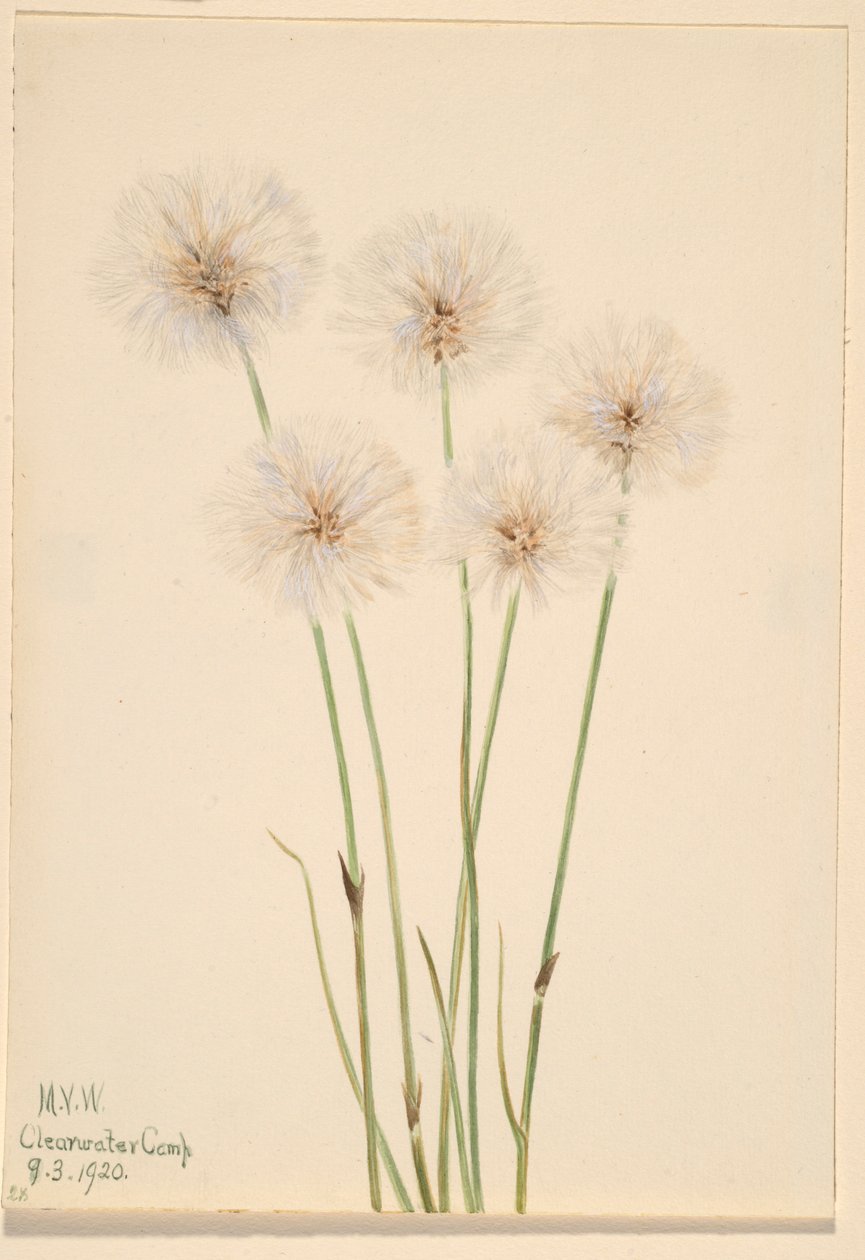 Hierba algodonera fina (Eriophorum chamissonis) de Mary Vaux Walcott