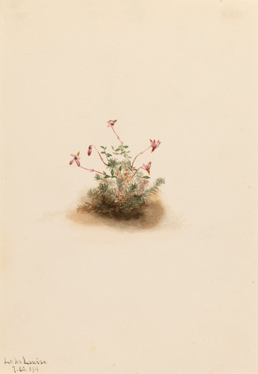 Pequeño Arándano Oxycoccus palustris de Mary Vaux Walcott