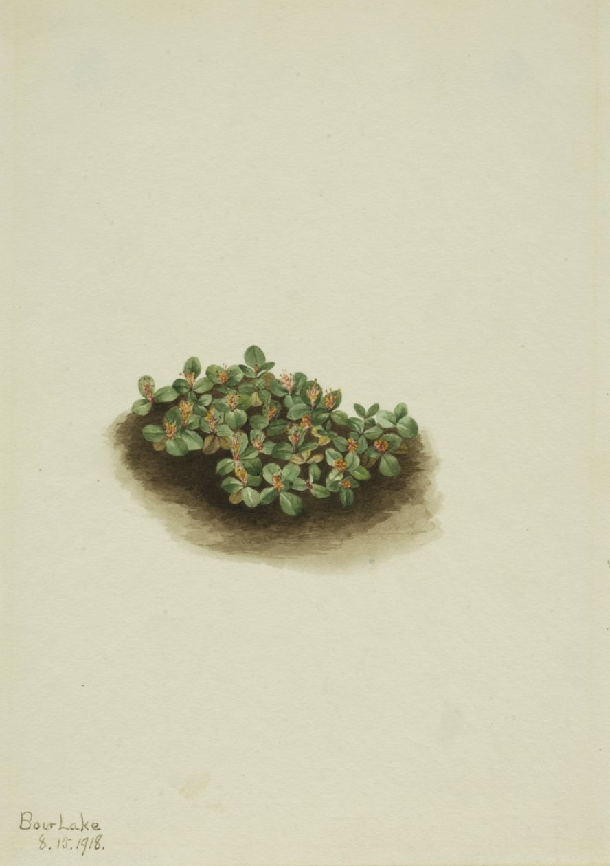 Sauce de Nieve Salix nivalis de Mary Vaux Walcott