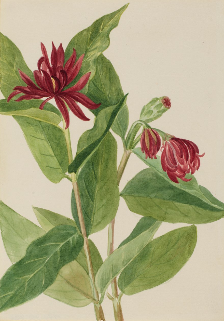 Spicebush (Calycanthus occidentalis) de Mary Vaux Walcott