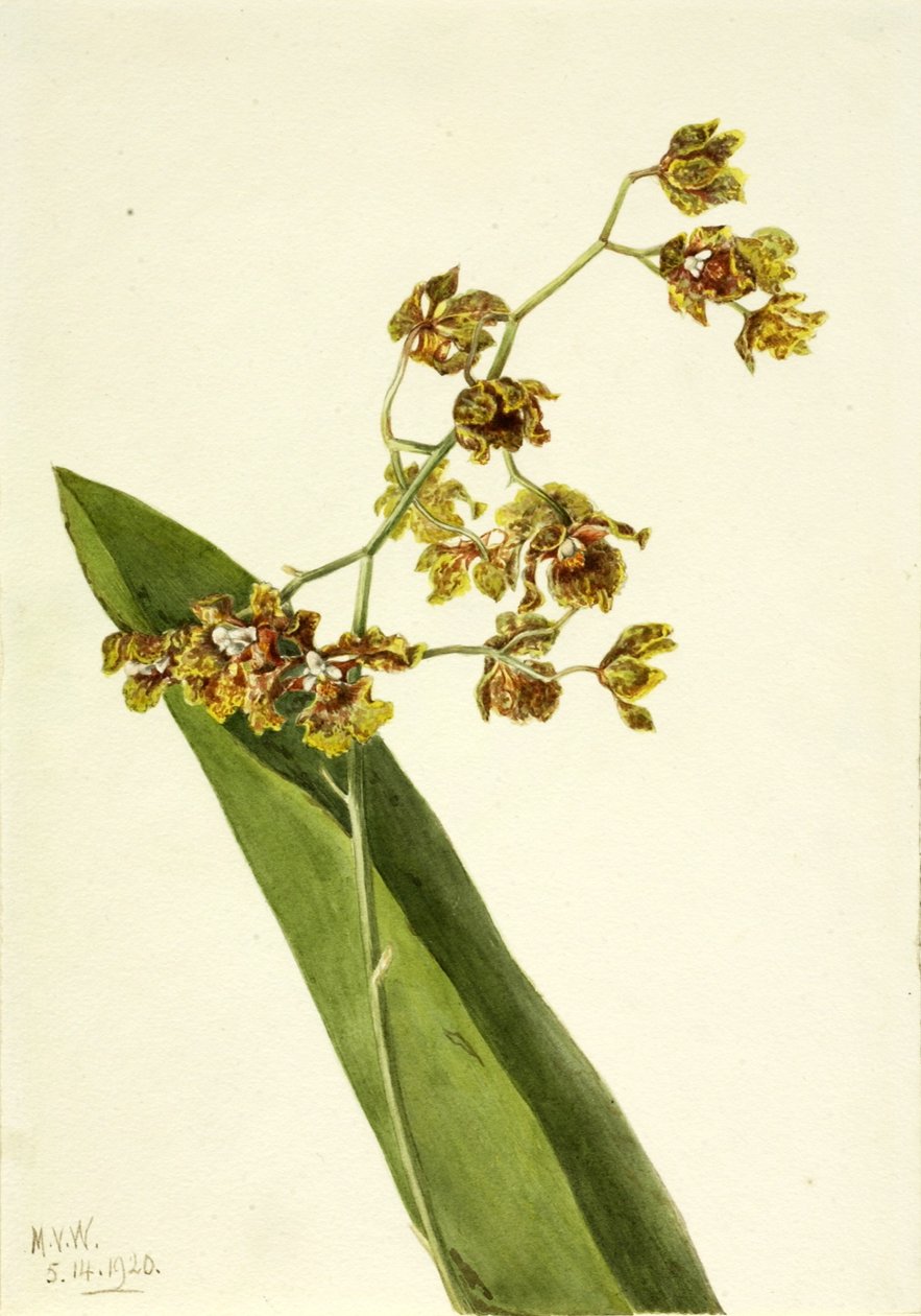 Cyrtopodium punteado (Cyrtopodium punctatum) de Mary Vaux Walcott
