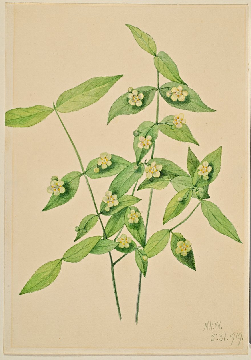 Fresal (Euonymus americanus) de Mary Vaux Walcott