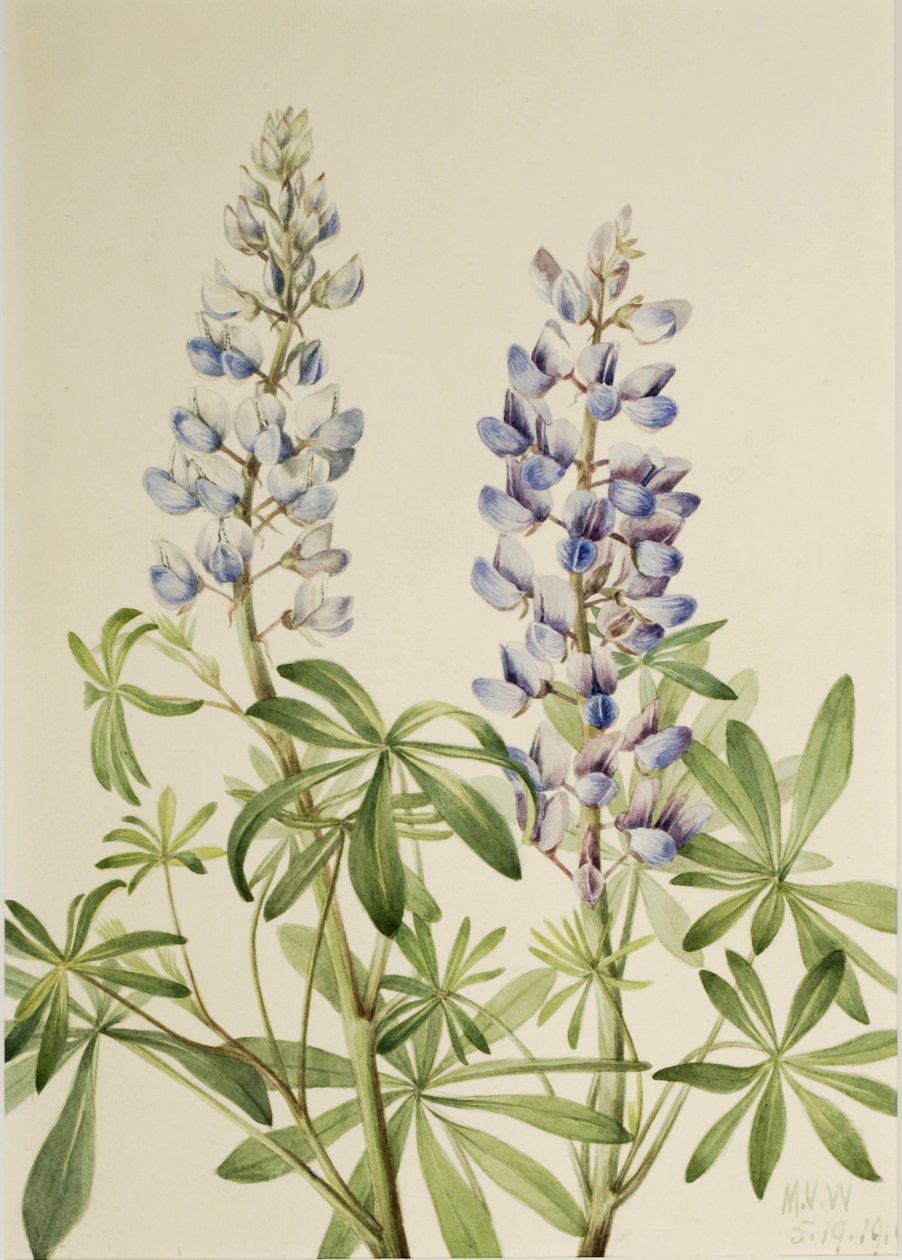 Altramuz de sol (Lupinus perennis) de Mary Vaux Walcott