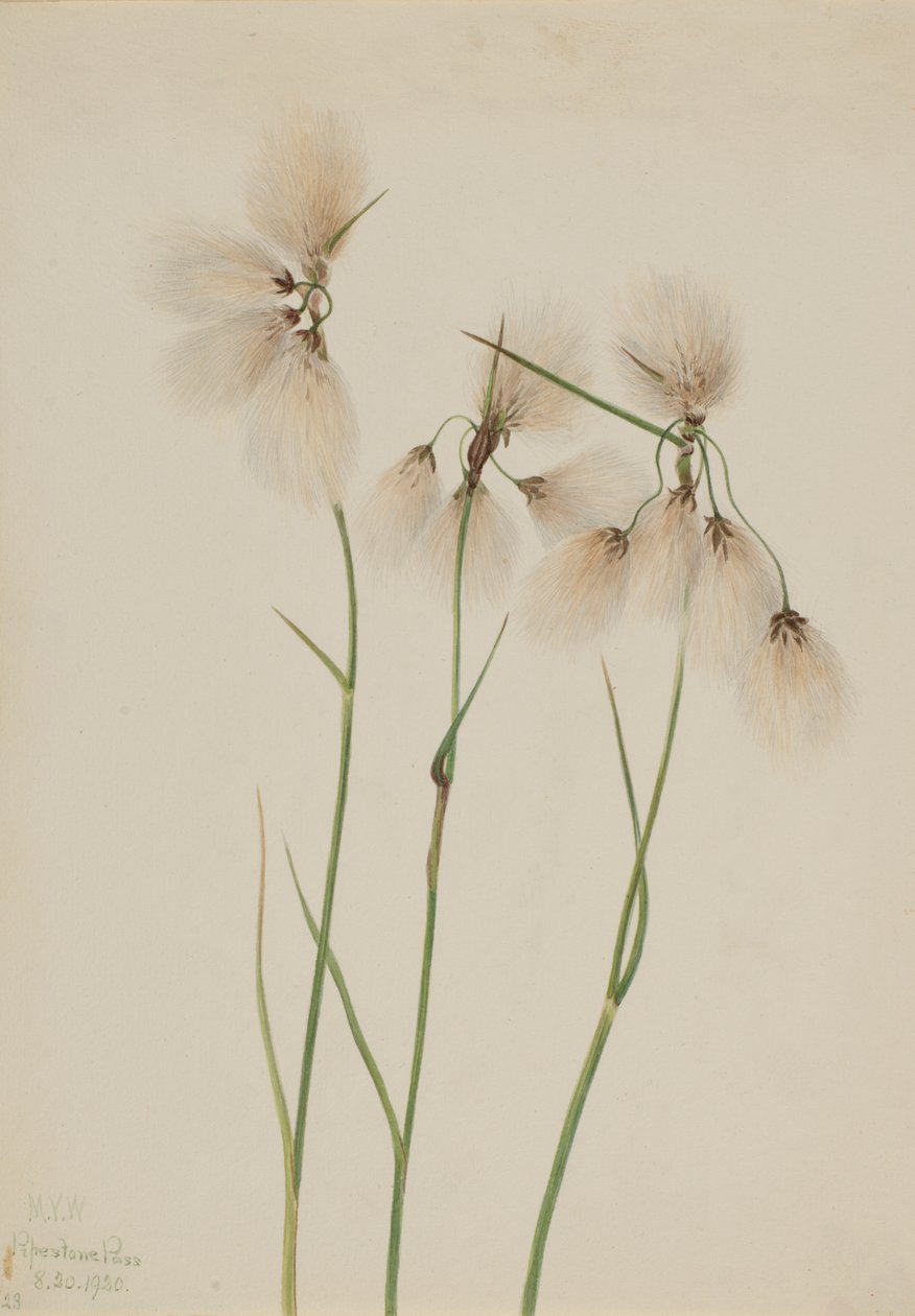 Algodoncillo Eriophorum angustifolium de Mary Vaux Walcott