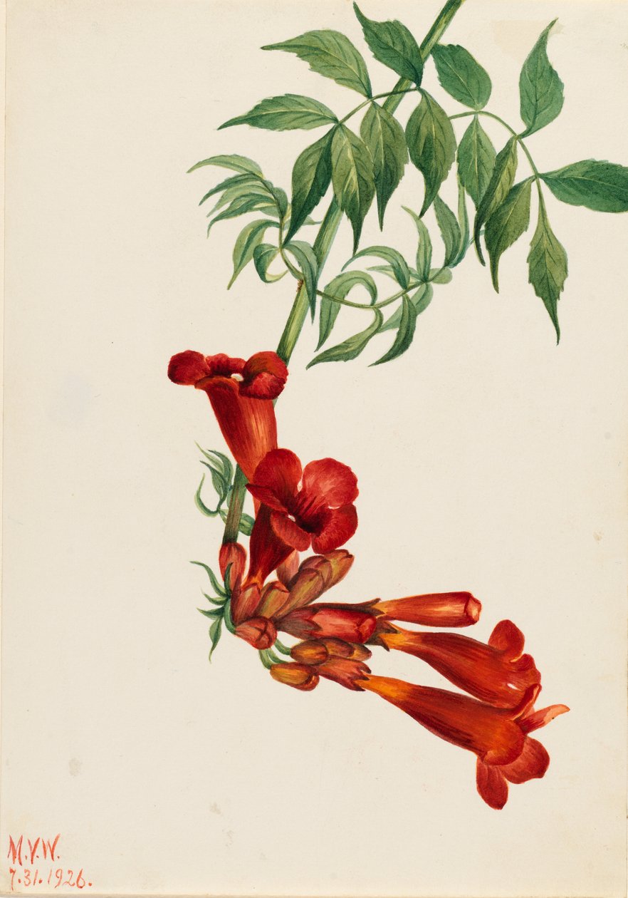 Enredadera trompetera (Bignonia radicans) de Mary Vaux Walcott