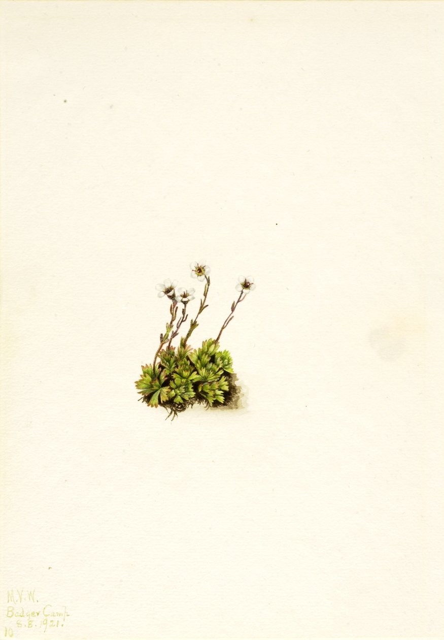 Tufted Saxifrage (Saxifraga caespitosa) de Mary Vaux Walcott