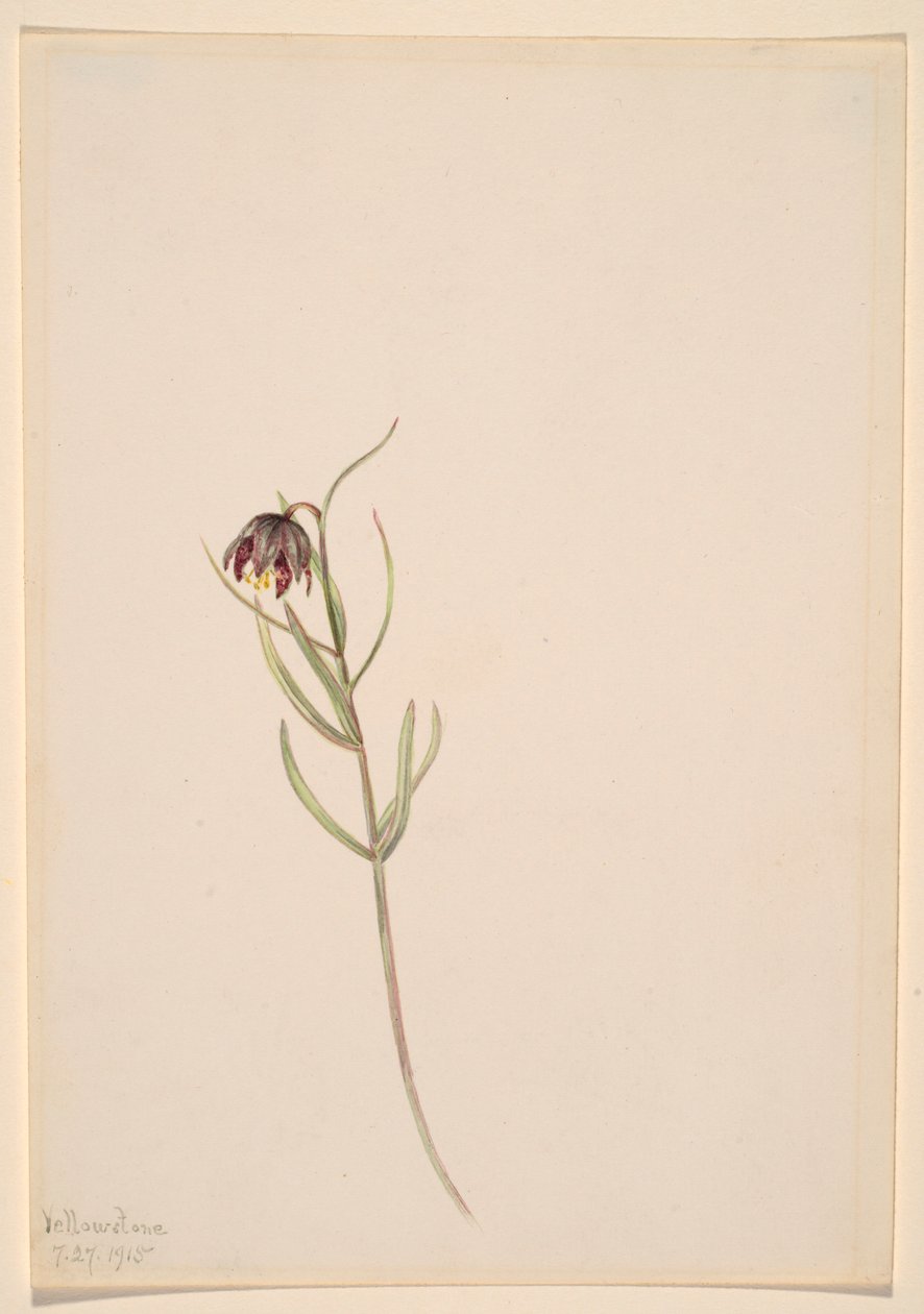 Sin título--Estudio de flores de Mary Vaux Walcott