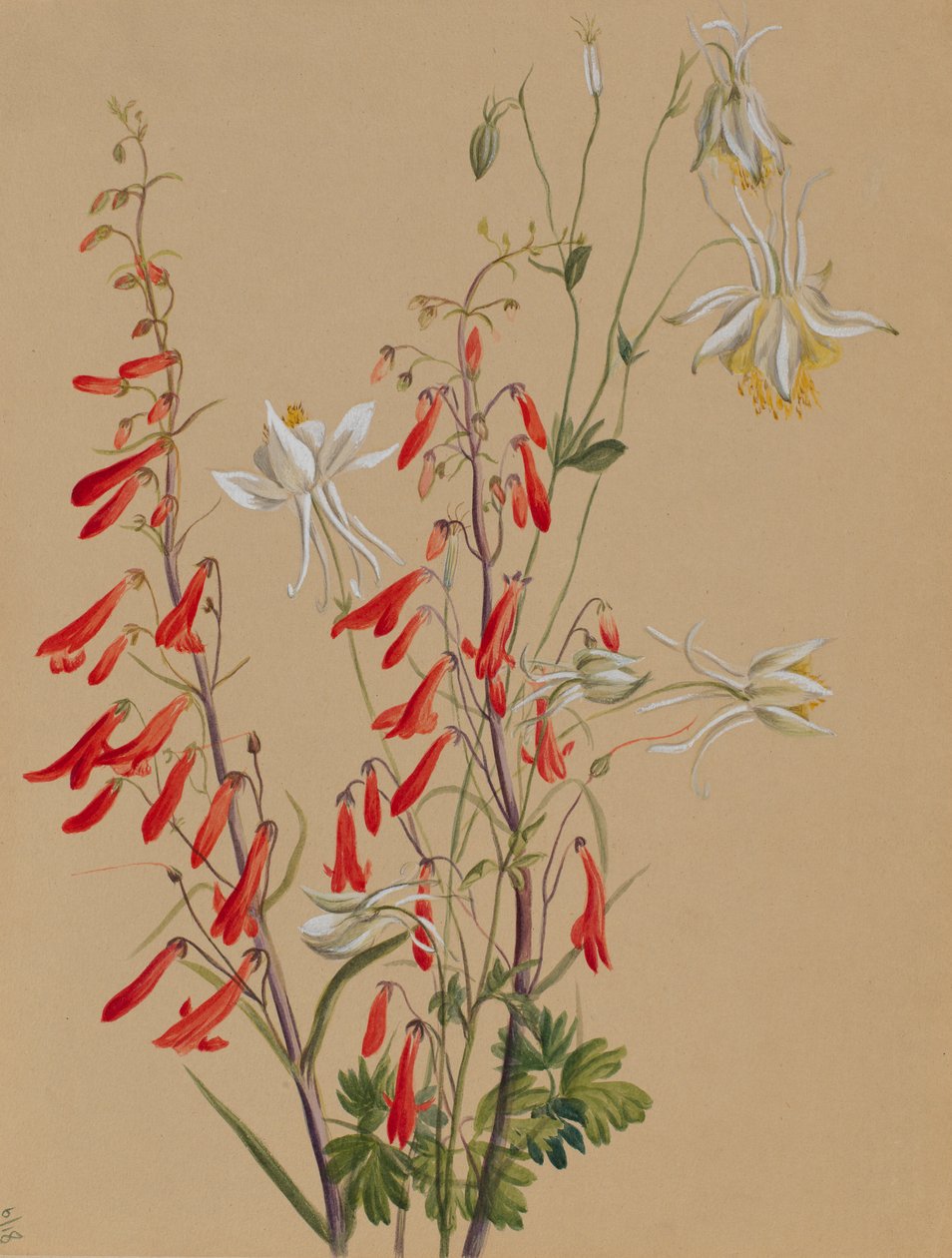 Sin título--Estudio de flores de Mary Vaux Walcott