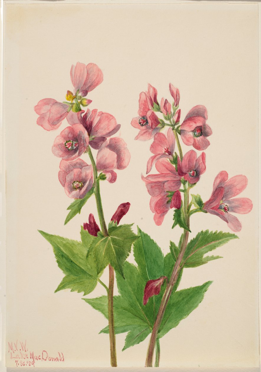 Sin título--Estudio de flores de Mary Vaux Walcott