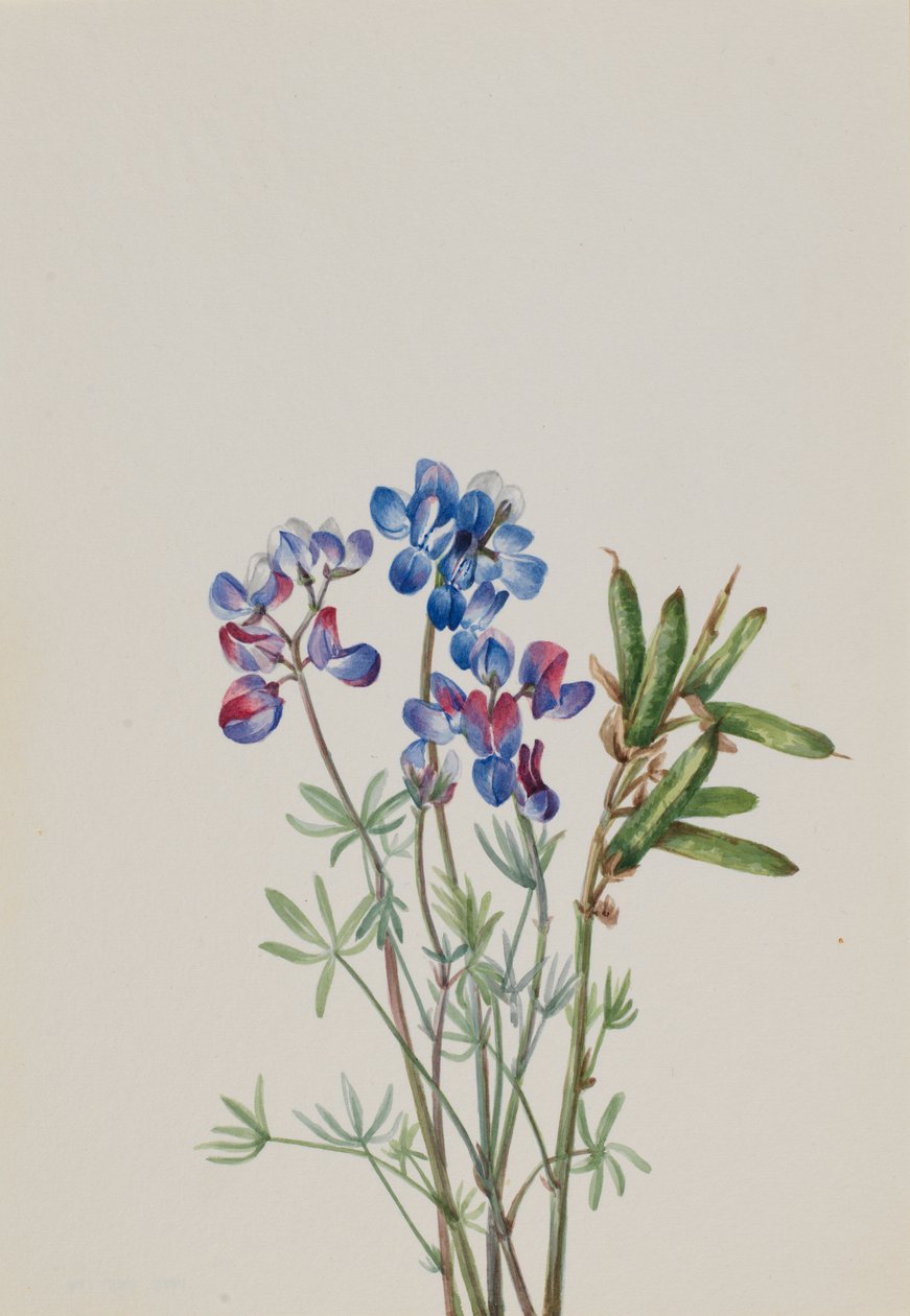 Sin título--Estudio de flores de Mary Vaux Walcott