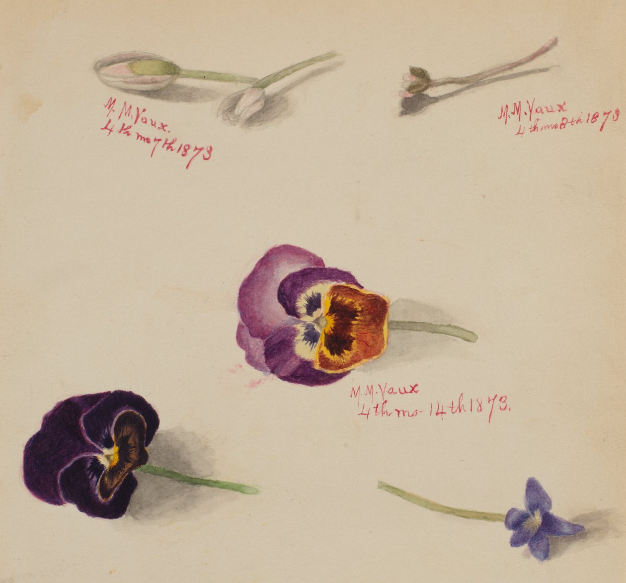 Sin título - Estudio de flores de Mary Vaux Walcott