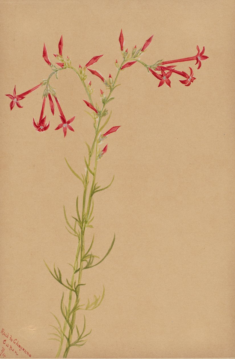 Estudio de flores sin título, 1883 de Mary Vaux Walcott