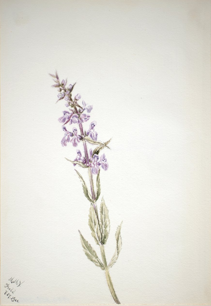 Sin título - Estudio de Flores de Mary Vaux Walcott