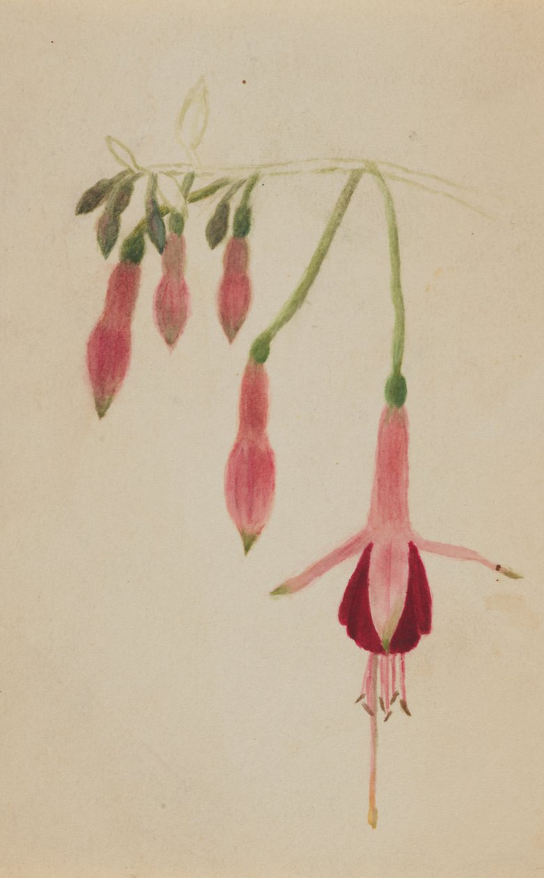 Sin título - Estudio de flores, ca. 1872-1874 de Mary Vaux Walcott