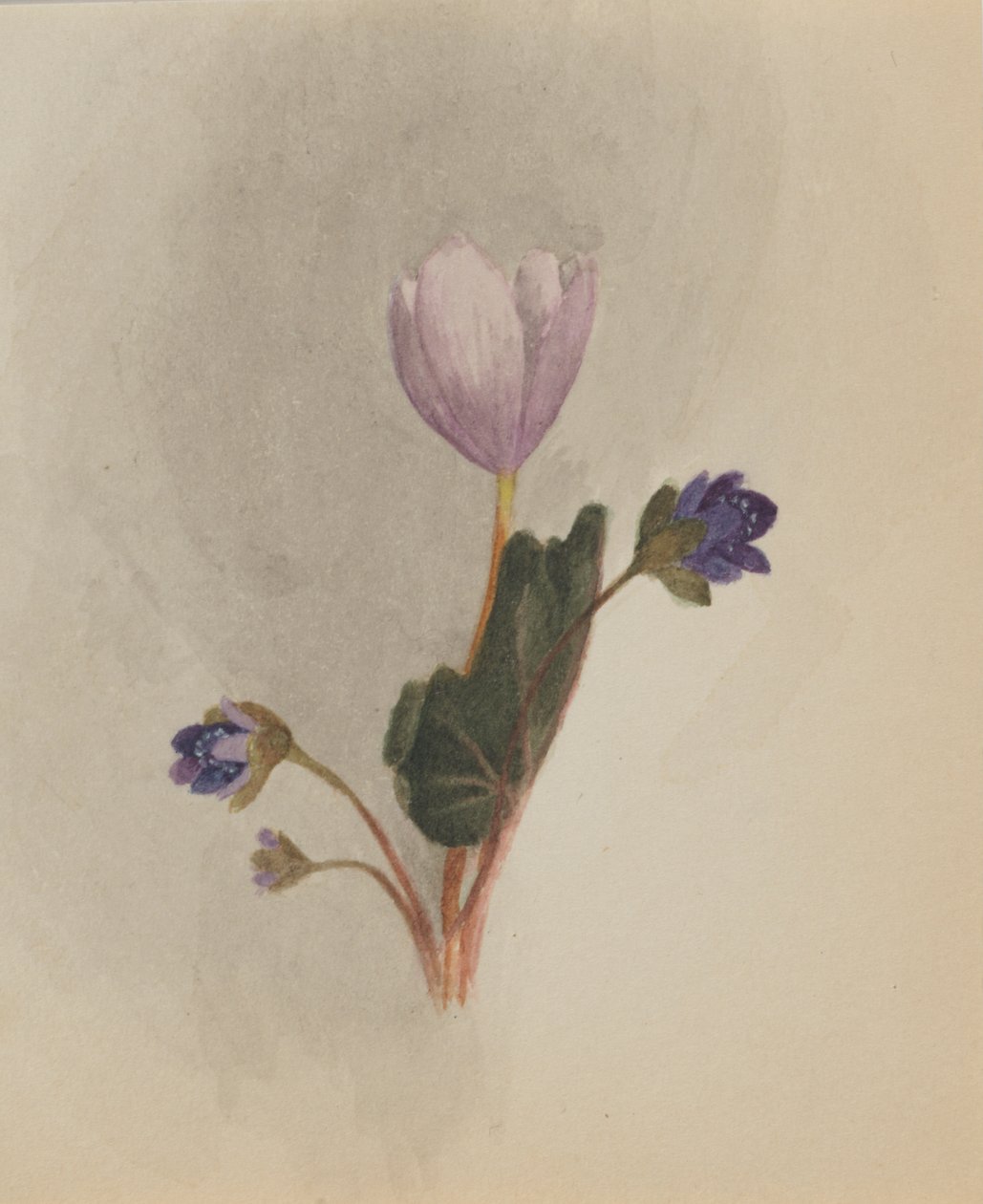 Sin título - Estudio de flores, ca. 1876 de Mary Vaux Walcott