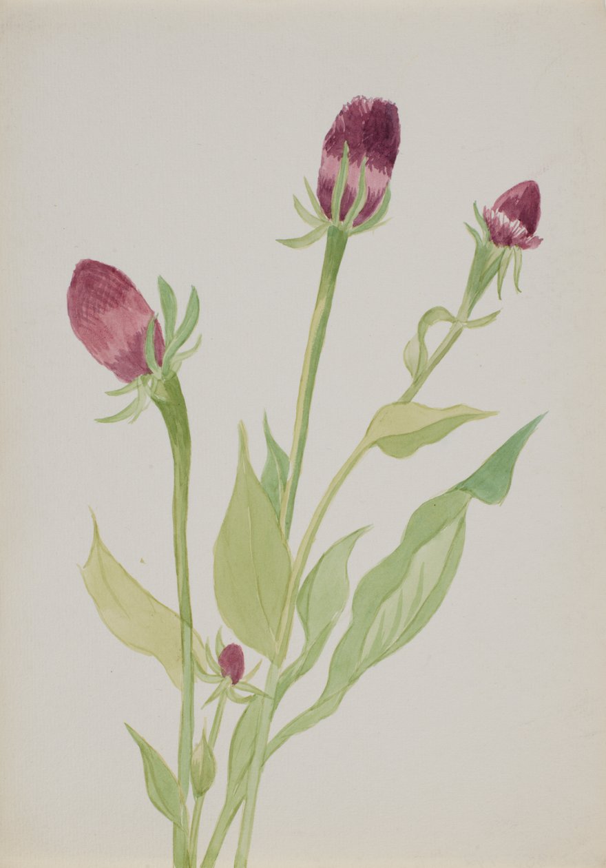 Sin título - Estudio de flores, n.d. de Mary Vaux Walcott