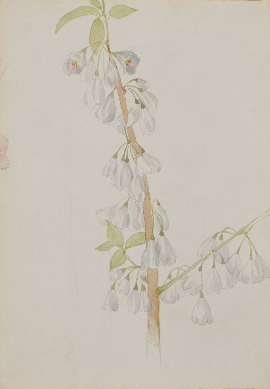 Sin Título--Estudio de Flores de Mary Vaux Walcott