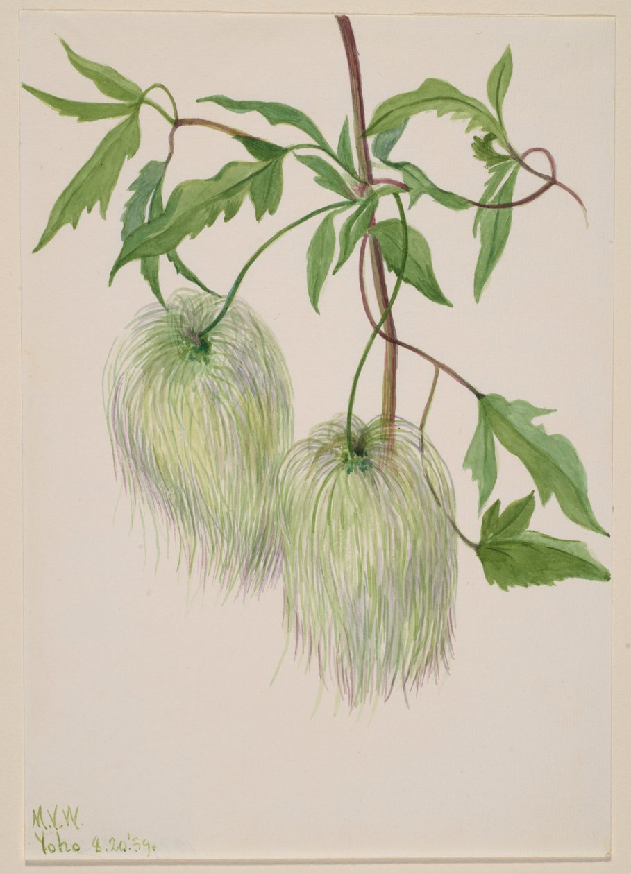 Sin título--Estudio de plantas de Mary Vaux Walcott
