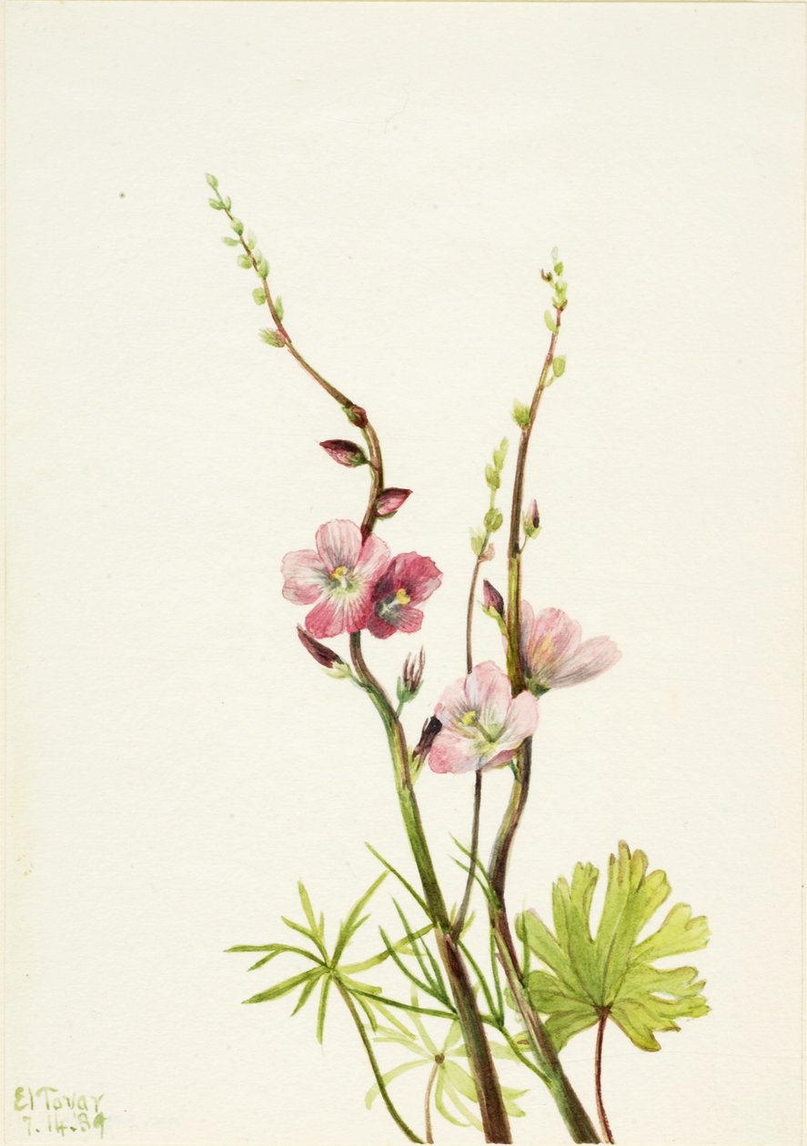 Sin título (Estudio de flores) de Mary Vaux Walcott