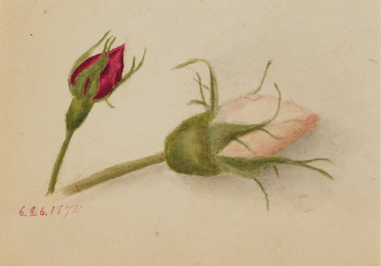 Sin título (capullos de rosa) de Mary Vaux Walcott