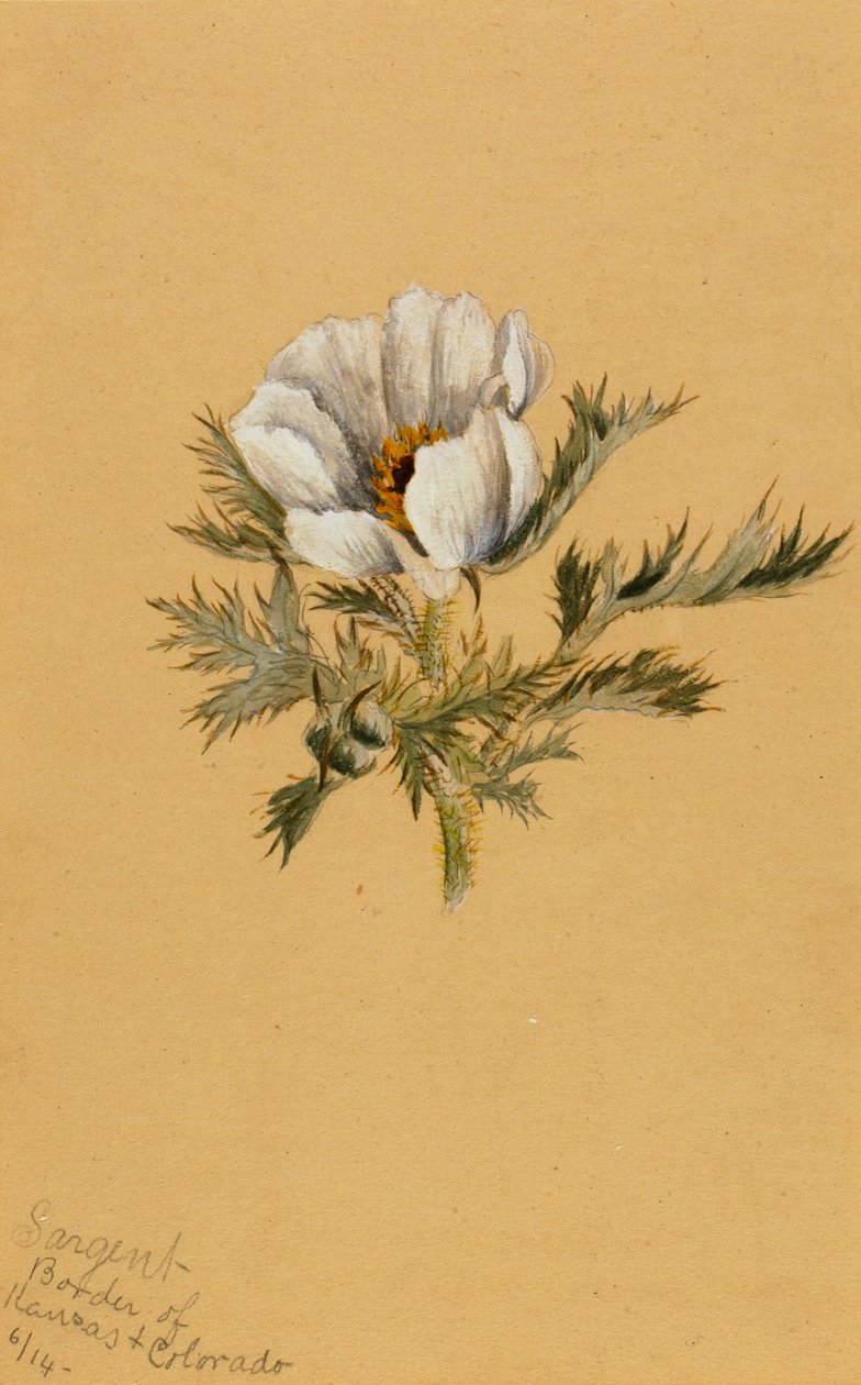 Estudio de flores sin título, 1883 de Mary Vaux Walcott