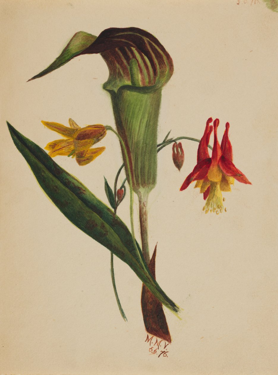Sin título Jack in the Pulpit, 1876 de Mary Vaux Walcott