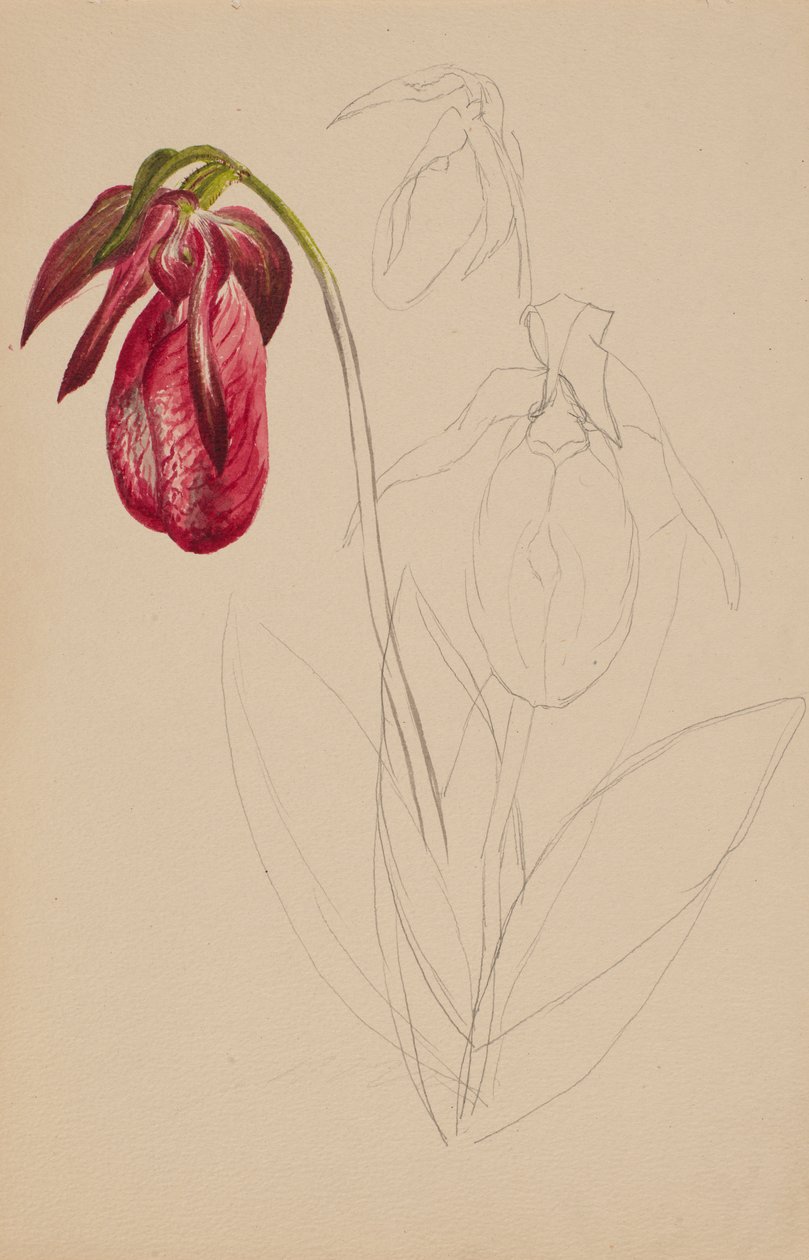 Boceto sin título y sin terminar de Mary Vaux Walcott