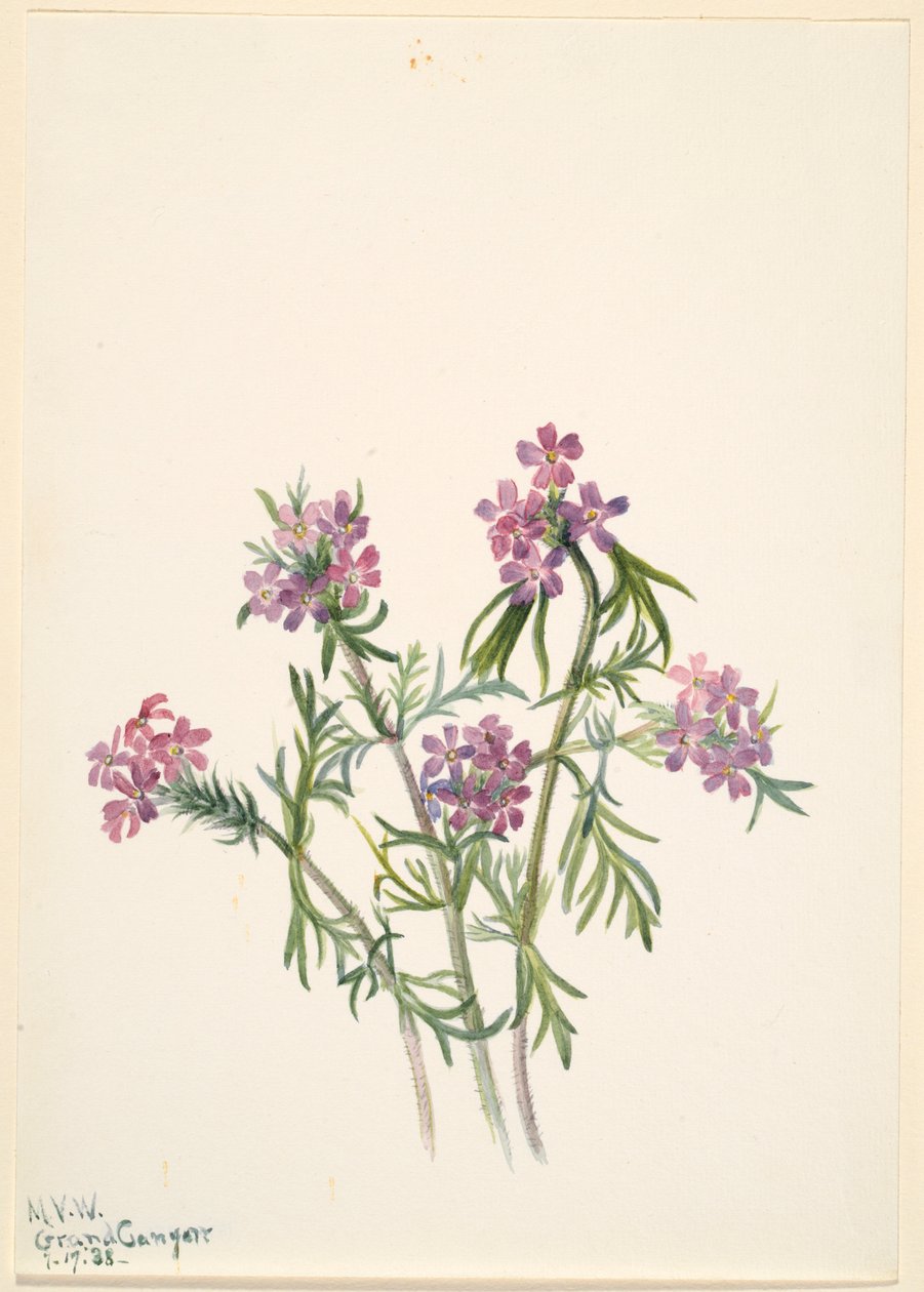 Verbena (Verbena wrightii) de Mary Vaux Walcott