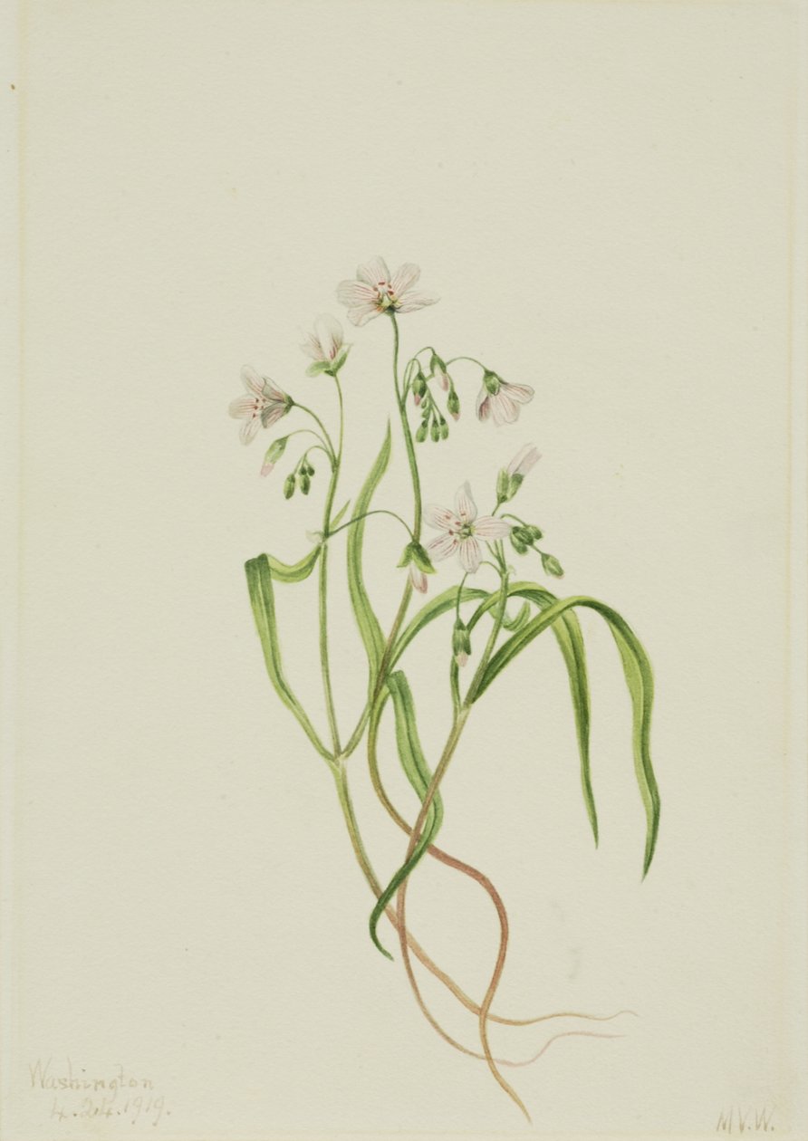 Virginia Springbeauty Claytonia virginica, 1919 de Mary Vaux Walcott