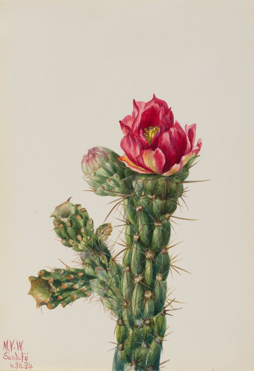 Cholla bastón (Opuntia imbricata) de Mary Vaux Walcott