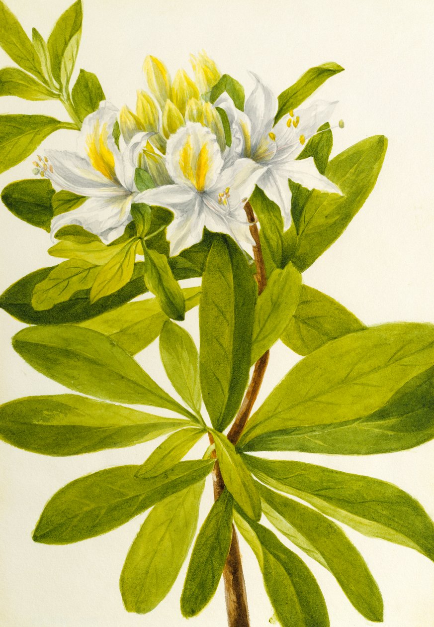 Azalea Occidental Rhododendron occidentale, n.d. de Mary Vaux Walcott