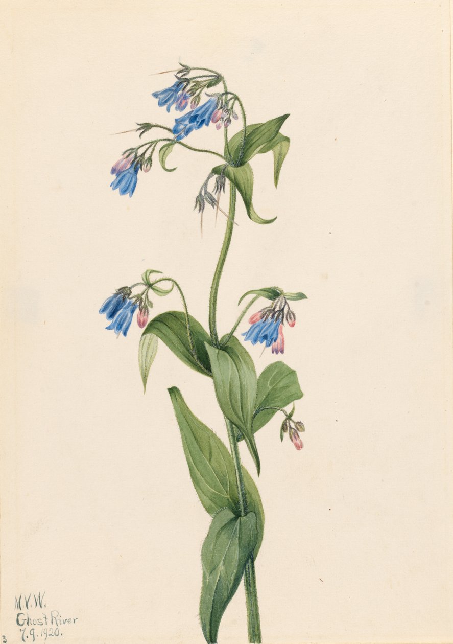 Campanillas (Mertensia paniculata) de Mary Vaux Walcott