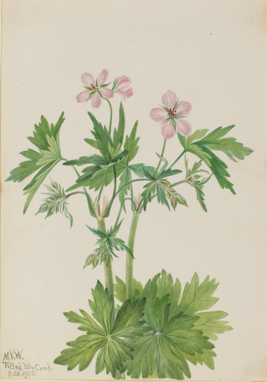 Geranio viscoso (Geranium viscosissimum) de Mary Vaux Walcott