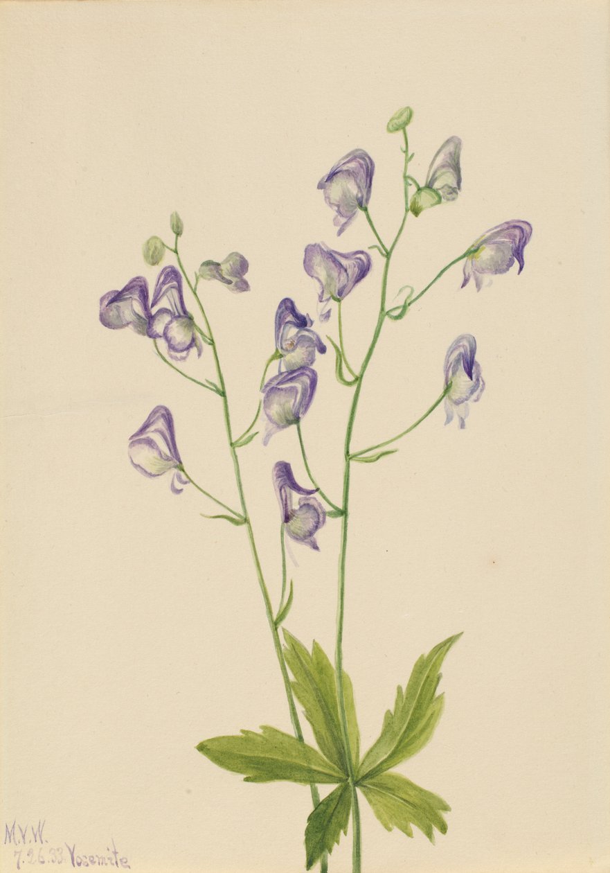 Acónito occidental (Aconitum columbianum) de Mary Vaux Walcott