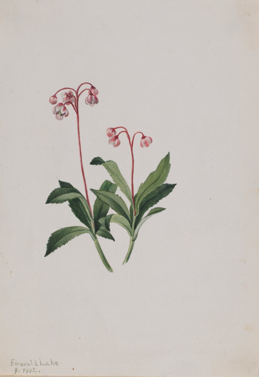 Pipsissewa occidental (Chimaphila umbellata) de Mary Vaux Walcott