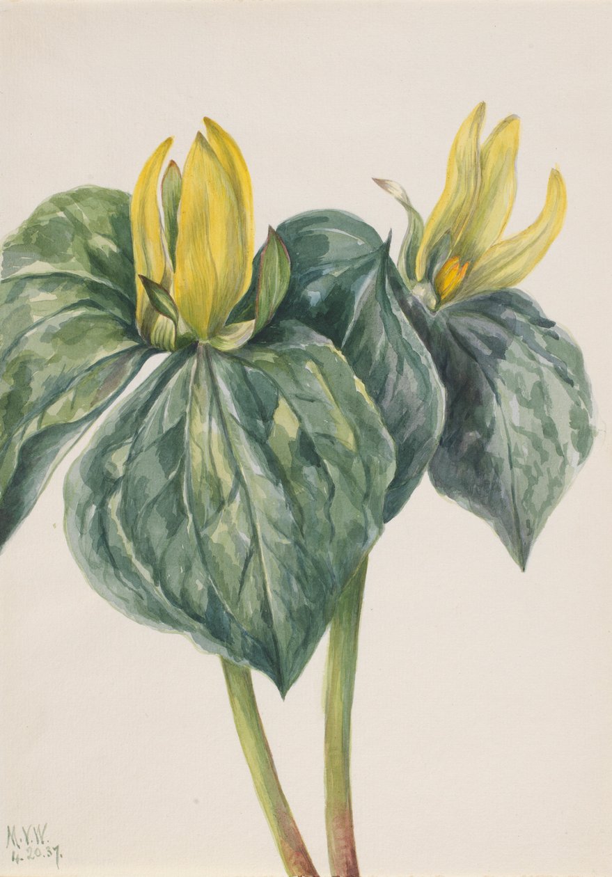 Flor del trino (Trillium hugeri) de Mary Vaux Walcott