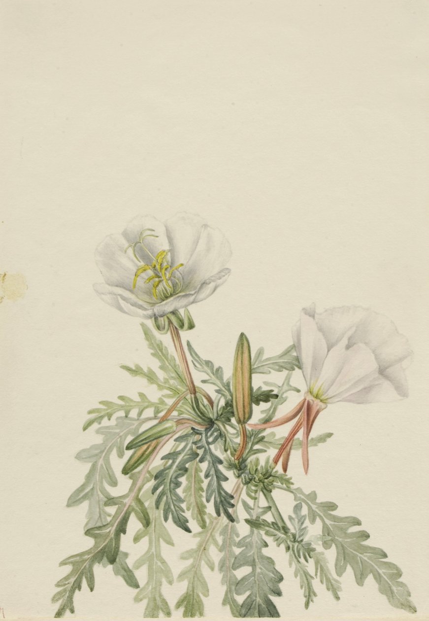 Aurora blanca (Pachyloplus marginatus) de Mary Vaux Walcott