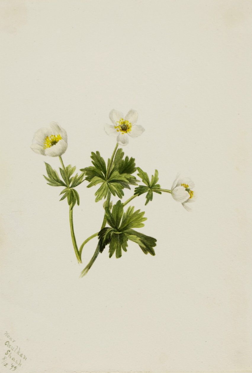 Azafrán blanco (Trollius albiflorus) de Mary Vaux Walcott