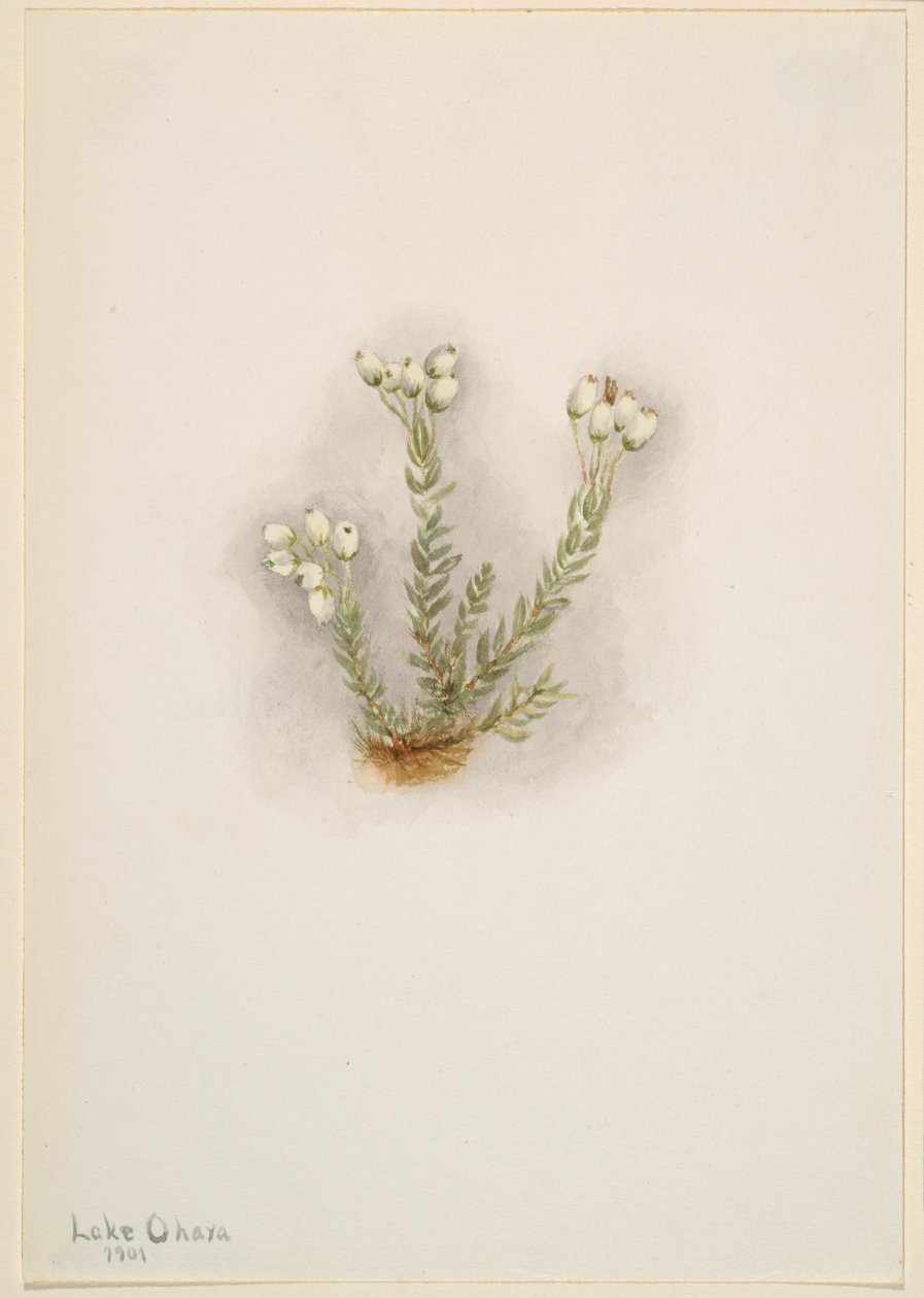 Brezo blanco (Phyllodoce grandiflora) de Mary Vaux Walcott