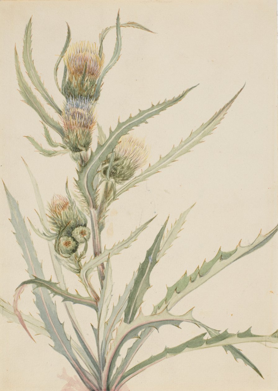 Cardo blanco (Cirsium hookeranum) de Mary Vaux Walcott